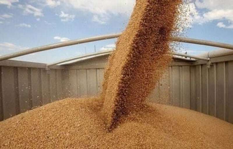 تراجع صادرات الحبوب الأوكرانية 43% خلال الموسم الحالي