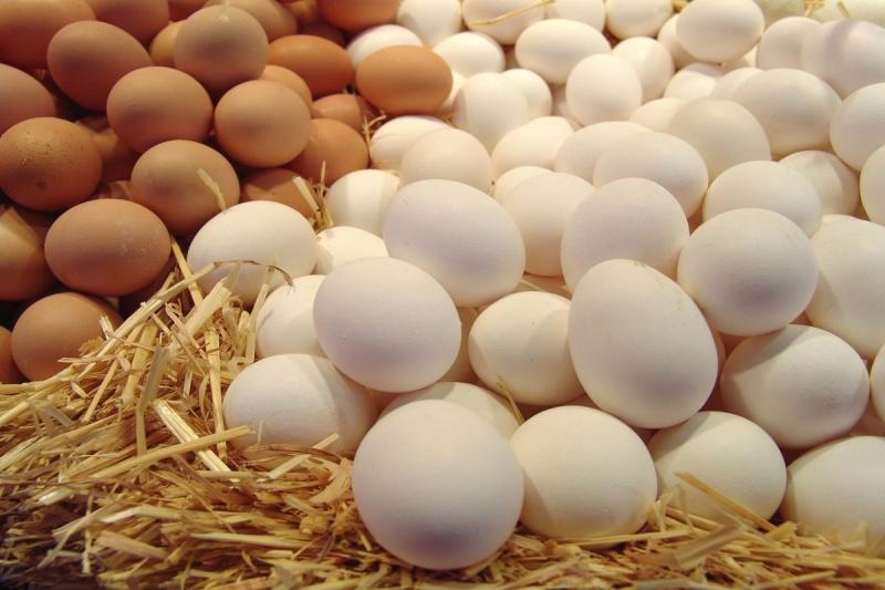 لمحاربة الغلاء.. الزراعة تطرح كراتين البيض بتخفيضات 30% في منافذها