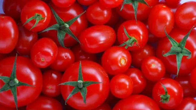 «شعبة الخضروات» تكشف سبب تراجع سعر الطماطم في الأسواق اليوم