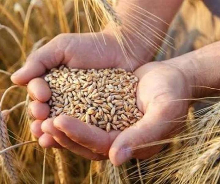 هل تنجح الدولة في زيادة إنتاج تقاوي القمح.. خبراء يوضحون