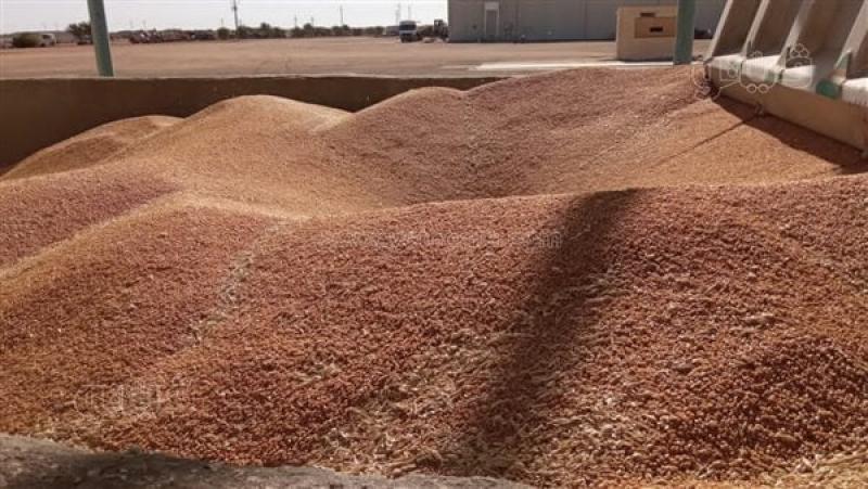مصر تتسلم 13 ألف طن من القمح الأوكراني والروسي خلال 24 ساعة