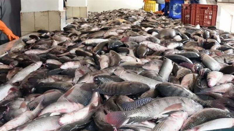ارتفاع المرجان.. أسعار الأسماك اليوم الجمعة بسوق العبور للجملة والأسواق