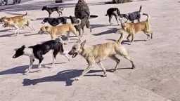 الأخبار