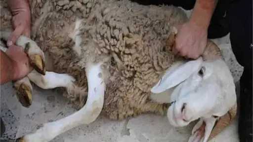 الأخبار